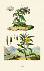 Henbane